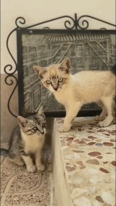 Adopter Tim