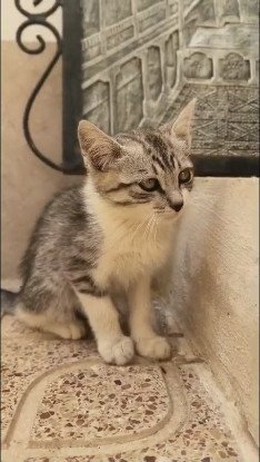 Adopter Tim