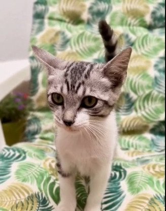 Adoption Tim