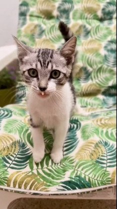 Adoption Tim