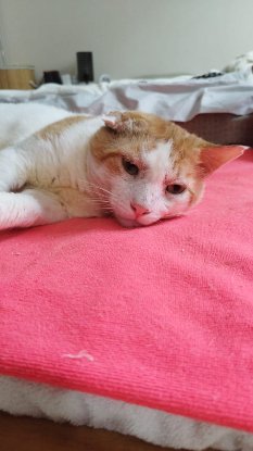 Adopter Tintin