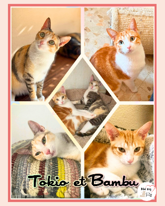 Adopter Tokio & Bambu