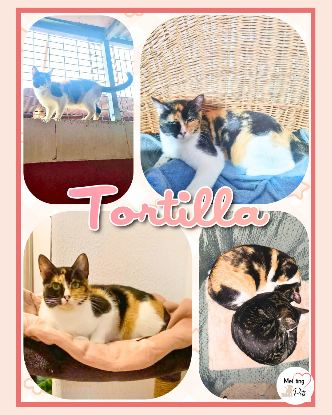 Adopter Tortilla