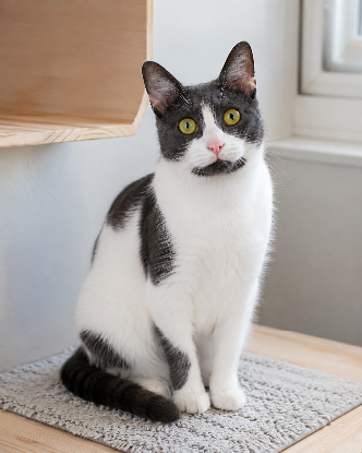 Adopter Tosca