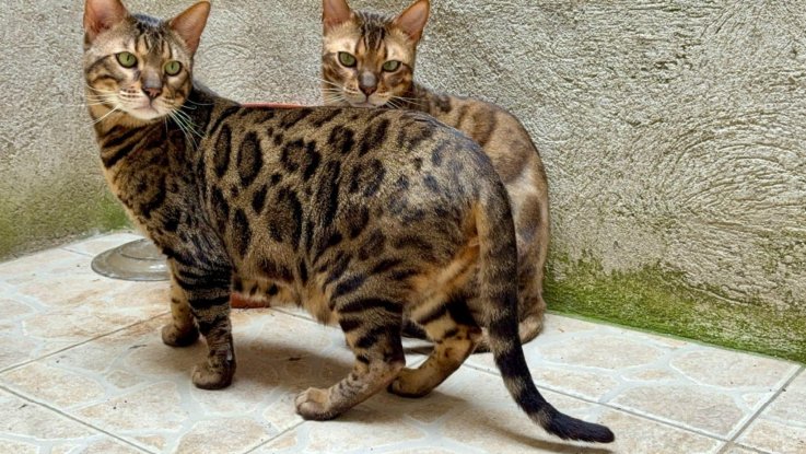 Adopter Trevor et topaze