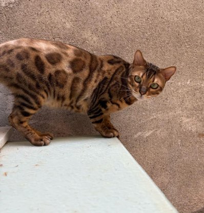 Adoption Trevor et topaze