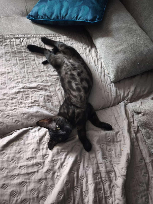 Adopter Trifouillis