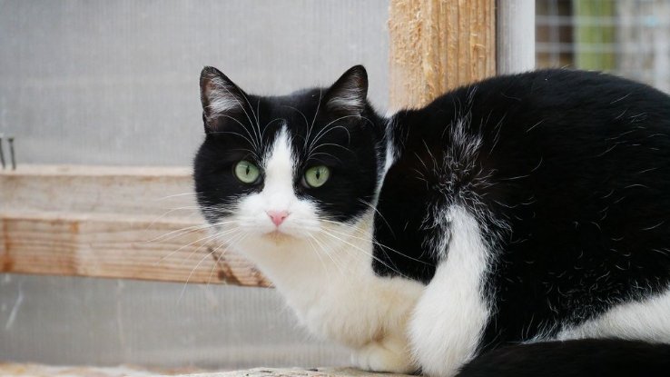 Adopter Triska