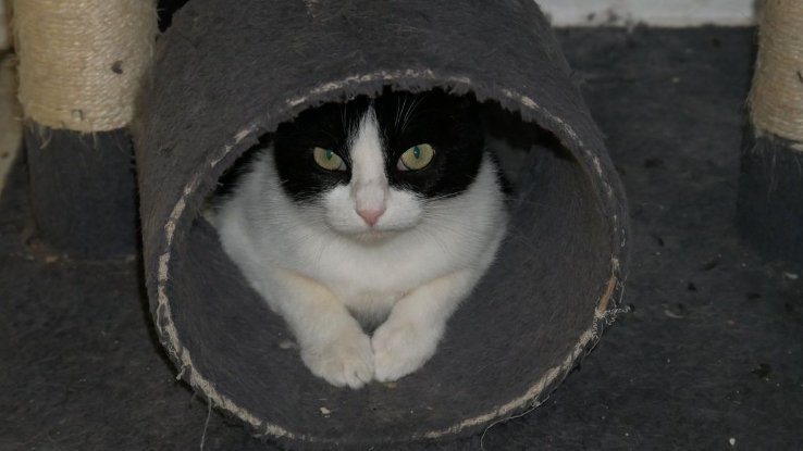 Adoption Triska
