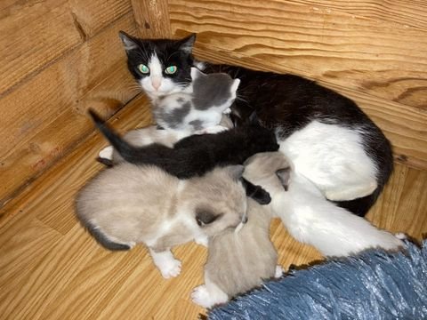 Adoption Triska
