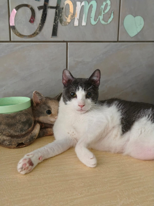 Adopter Truffe