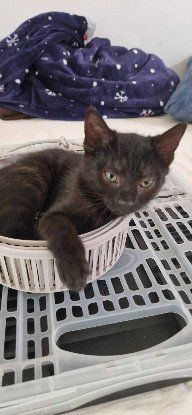Adopter Velours