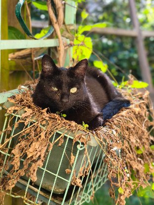 Adopter Venus