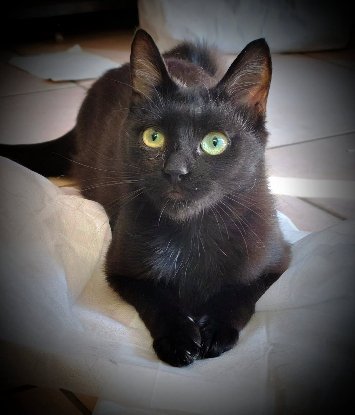 Adopter Venus