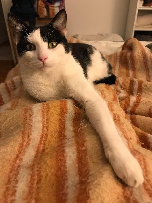 Adopter Vezemir
