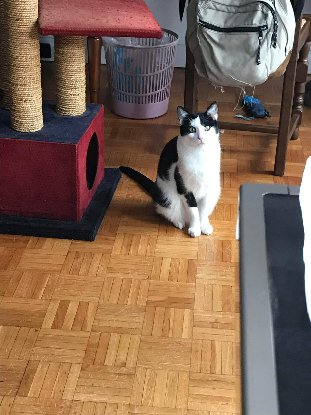 Adopter Vezemir