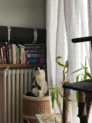 Adoption Vezemir