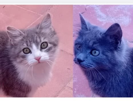 Adopter Vicente et doncella