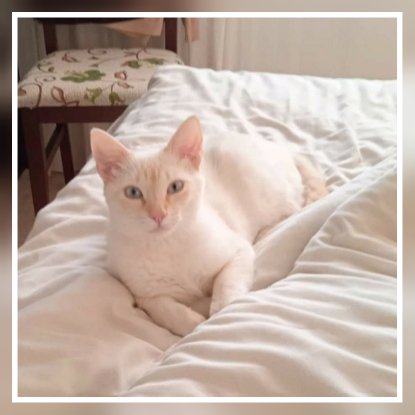 Adopter Victor