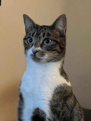 Adopter Victoria