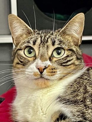 Adopter Victoria