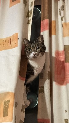 Adoption Victoria