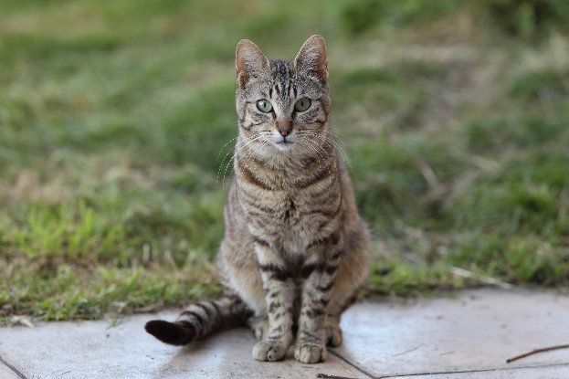 Adopter Virgile