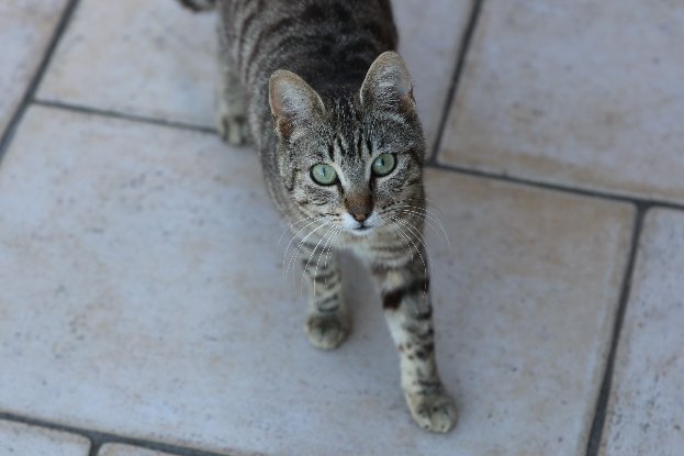 Adopter Virgile