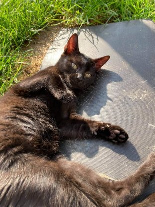 Adopter Widow