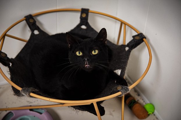 Adopter Widow