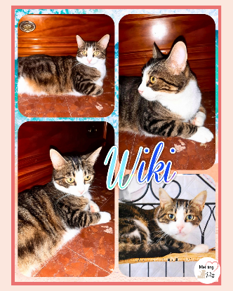Adopter Wiki