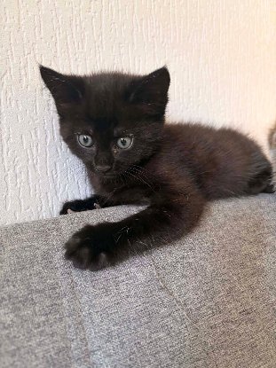Adopter Winnie