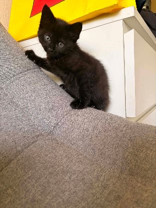 Adoption Winnie