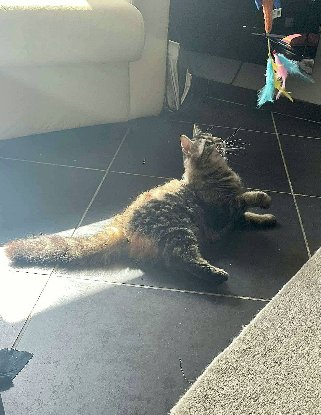 Adopter Wizzy