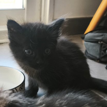 Adopter Xivo