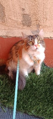 Adopter Yakira