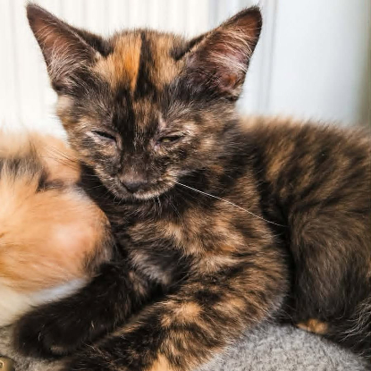 Adopter Zalia