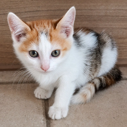 Adopter Zely
