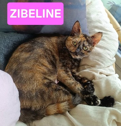 Adopter Zibeline / bibelot et breloque sont