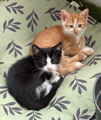 Adoption Zibeline / bibelot et breloque sont