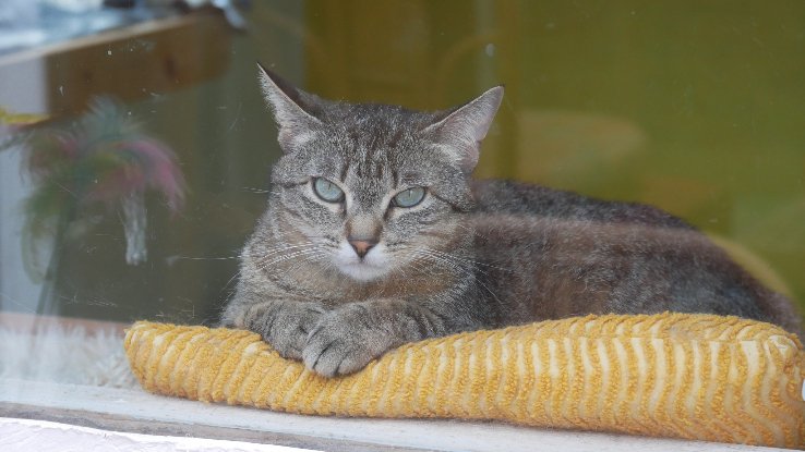 Adoption Zinnia