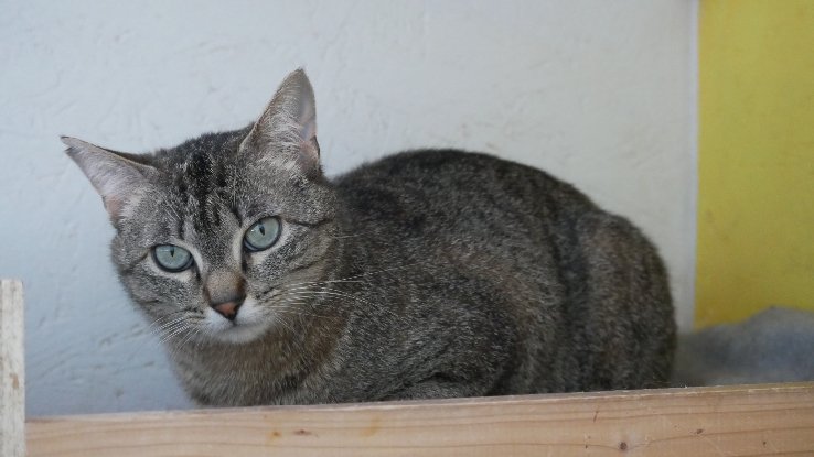 Adoption Zinnia