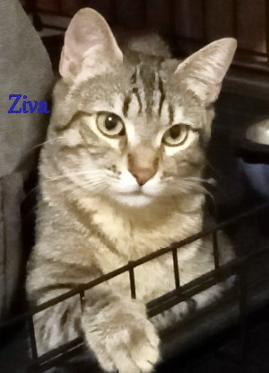 Adopter Ziva