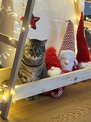 Adopter Ziva