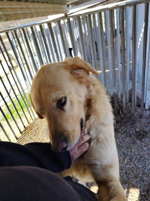 Adopter Abel