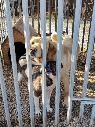 Adoption Abel