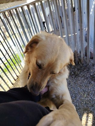 Adoption Abel