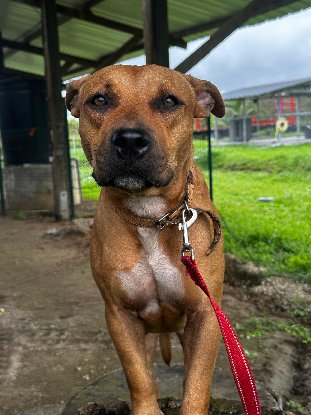 Adopter Ada
