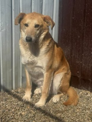 Adopter Aïko
