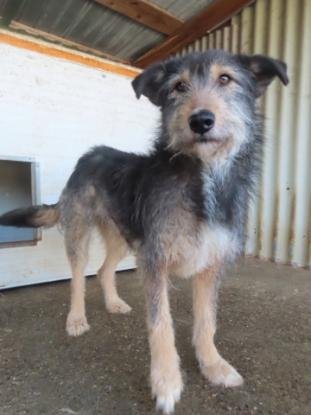 Adopter Alati